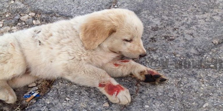 ATTENZIONE AD INVESTIRE UN CANE, RISARCIMENTI AL PADRONE