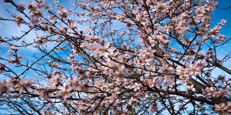 MANDORLI IN FIORE, NEL GARGANO E’ GIA’ PRIMAVERA