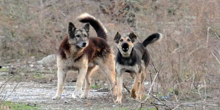 BOCCIATA LA PROPOSTA DEL M5S PER VIETARE ABBATTIMENTO CANI E GATTI INSELVATICHITI