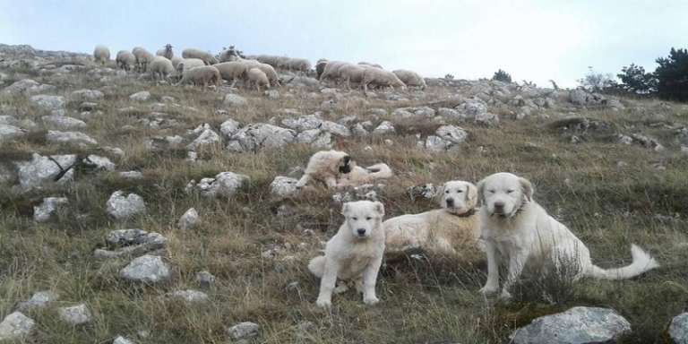 PARCO GARGANO, CANI PASTORE ABRUZZESI PER COMBATTERE CONTRO LUPI E CHINGHIALI