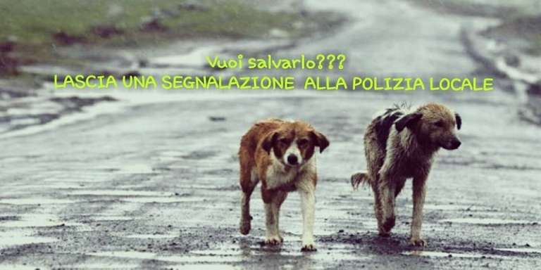 INCENTIVI ECONOMICI PER LE ADOZIONI DEI CANI DEL COMUNE DI APRICENA