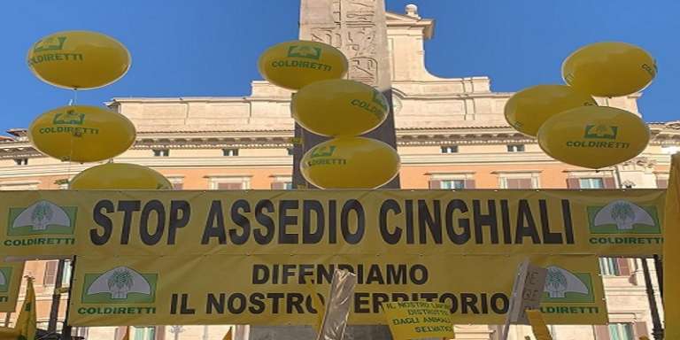 CINGHIALI, CON 10MILA INCIDENTI ALL’ANNO E’ ALLARME SICUREZZA