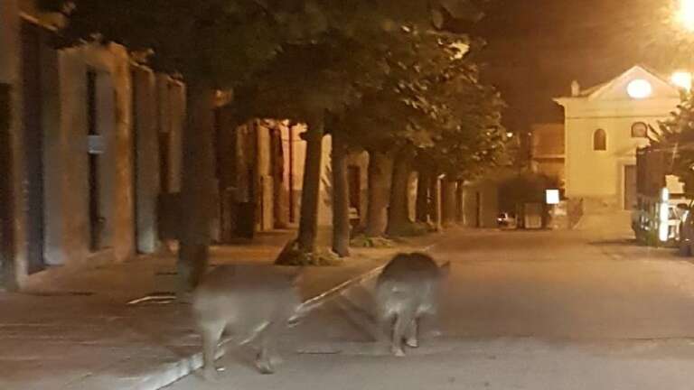 CINGHIALI A SPASSO PER LE STRADE DI SAN NICANDRO