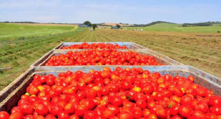  IL POMODORO CHIUDE IN ROSSO