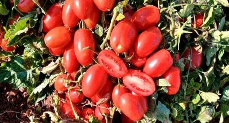 POMODORO: PRESENTATA ‘DOP POMODORO DI PUGLIA’ A FOGGIA; CAPITANATA DA SOLA PRODUCE 90%