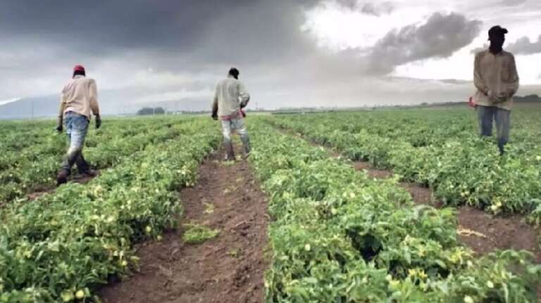 CAPORALATO, CONTROLLI E DENUNCE IN 7 AZIENDE AGRICOLE FOGGIANE