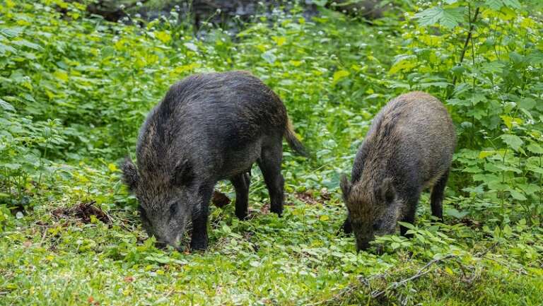 PARCO GARGANO, BANDO PER SELEZIONE SELECONTROLLORI COADIUTORI AI PIANI ABBATTIMENTO CINGHIALI