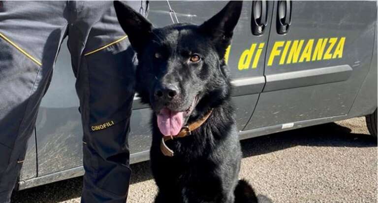 SEQUESTRATI PIU’ DI 150 KG. DI SOSTANZE STUPEFACENTI IN OLTRE 360 INTERVENTI DELLE UNITA’ CINOFILE DELLA FINANZA