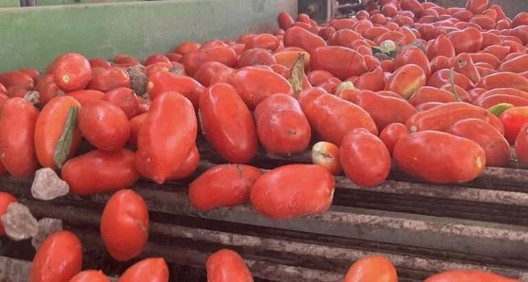 POMODORO CAPITANATA: APPRODA AL MINISTERO LA ‘DOP DI PUGLIA’